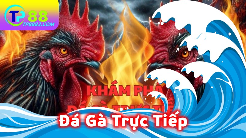 Đá Gà Trực Tiếp