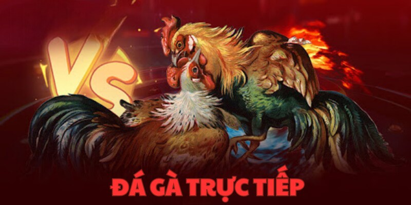 Đá Gà Trực Tiếp