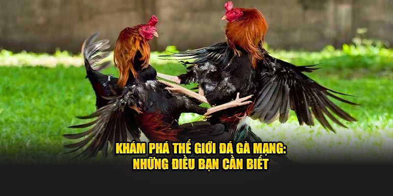 Đá gà mạng