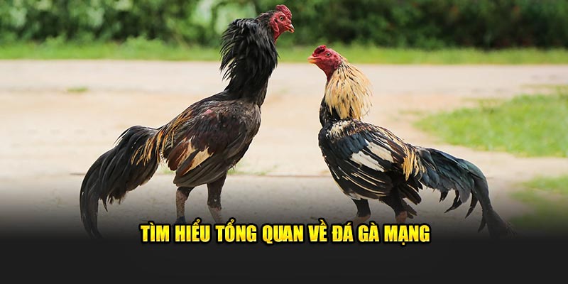 Đá gà mạng